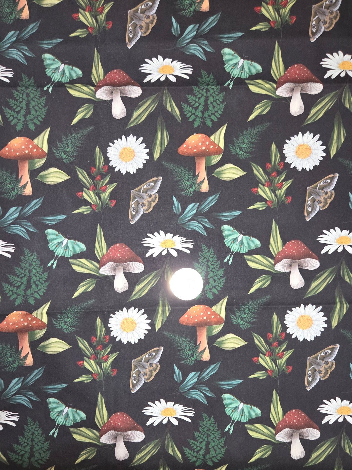 Coton - Champignon et marguerite