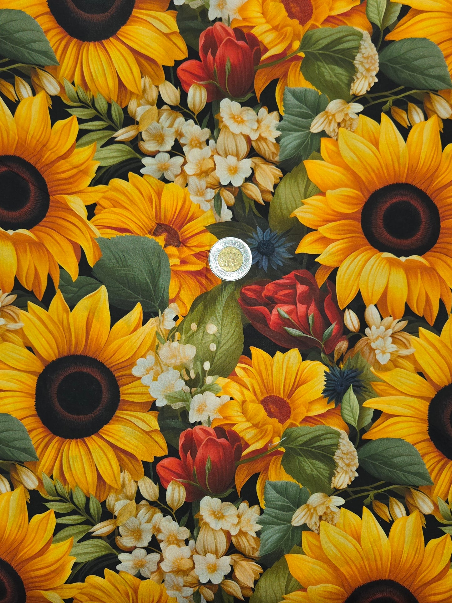 Coton - Tournesol