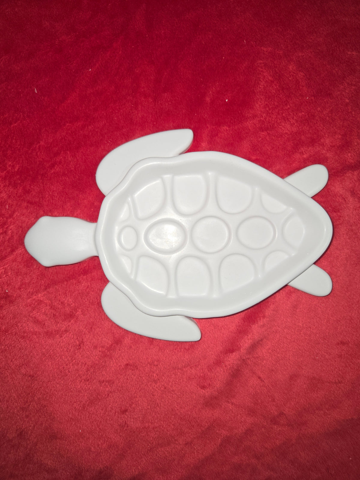 Tortue en assiette
