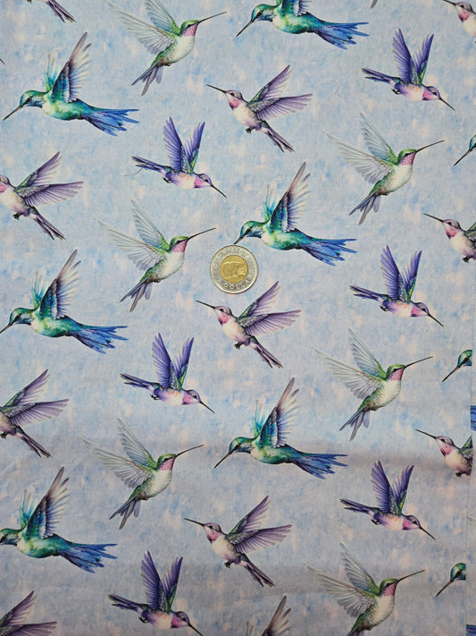 Coton - colibri