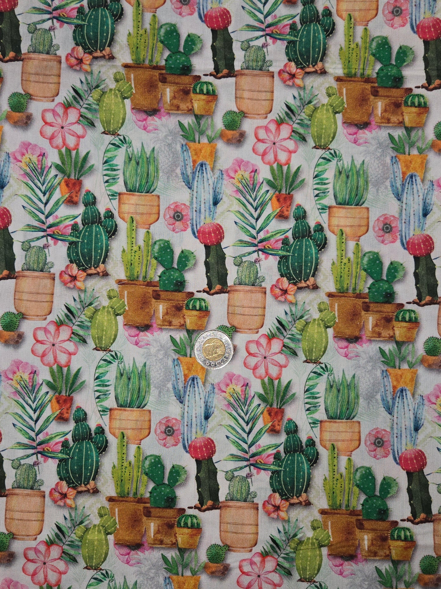 Coton - Cactus